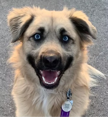 Read to a Dog! Read to a Dog!