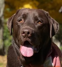 Read with Lindy the Service Dog!