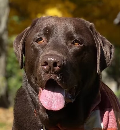 Read with Lindy the Service Dog!