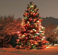 Tree-Lighting Pre-Glow