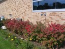 Burning_Bushes_Oct_3_06__3.jpg